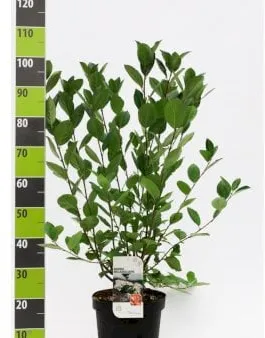 Chokeberry de fruto grande