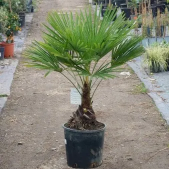 Palmera de cáñamo