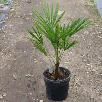 Palmera de cáñamo